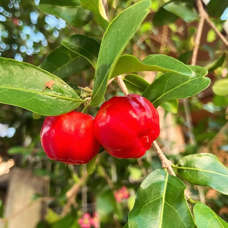2 Acerola Barbados Cherry Trees Live Plant, 5-10 Inch Tall, Barbados Cherry Plants Live for Planting