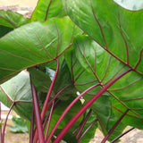3 Colocasia Plants Live, Elephant Ear Caladium Esculenta Plants, 5 to 8 Inc Tall (Green Leaf Red Stem)
