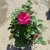 Magenta Mini Rose Plant Live, Miniature Rose Bush in 3" Pot, Indoor Outdoor Flowering Plant, Compact Live Rose for Gifts and Gardens