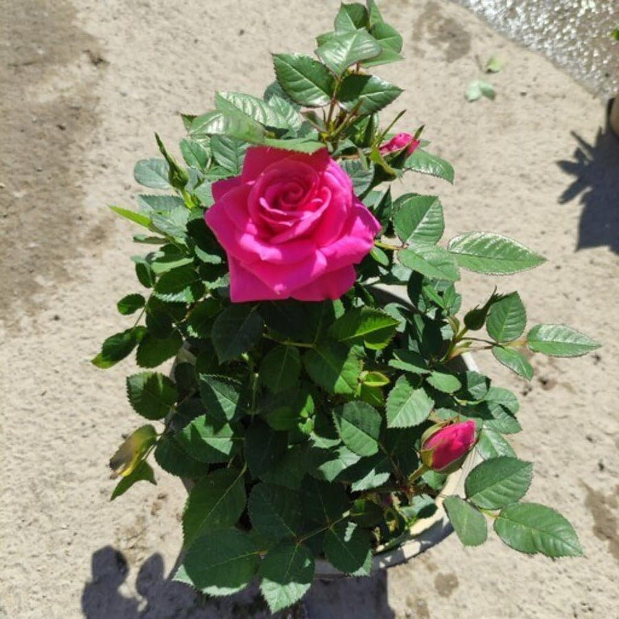 Magenta Mini Rose Plant Live, Miniature Rose Bush in 3" Pot, Indoor Outdoor Flowering Plant, Compact Live Rose for Gifts and Gardens