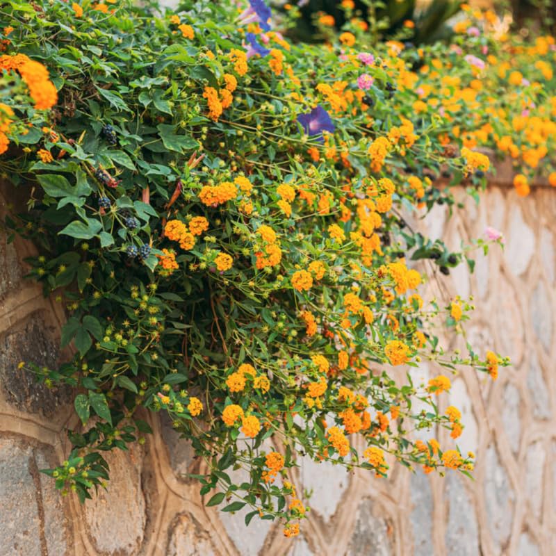 Pack 2 Lantana Live Plants, Yellow Trailing Lantana Flowering Plants 4-8 Inches, Ready to Plant Outdoor