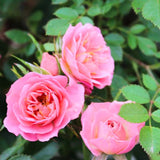 Rose Plant Live, Rose Bush Live Plant for Planting Your Garden, 5-9" Height Well-Rooted, Fragrant Flowers Vibrant Blooms (Lady Pink Rose)