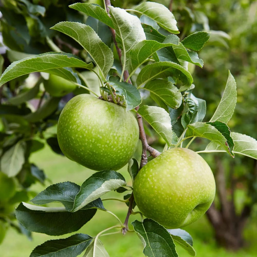 Green Apple Tree Live Plant, Sweet Apple Plant Live for Planting 2-3 Feet Tall, Gallon Pot, Live Apple Tree Plant, Apple Fruit Tree