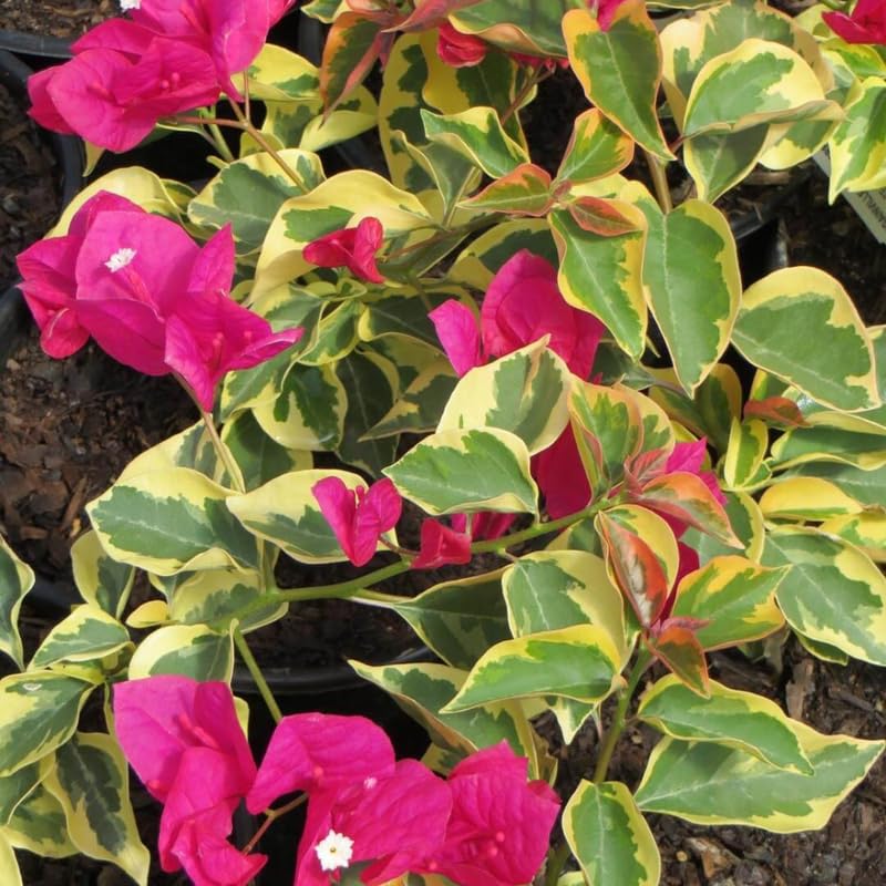 2 Trailing Bougainvillea Plants Live, Hardy Flowering Bougainvillea Plants for Hanging Basket, Container Growing, 4-8 Inches Tall (Raspberry Ice)