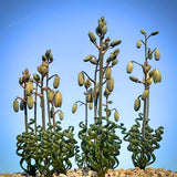 Albuca Succulent Plant Live, Curly Grass, Albuca Plant, Rare Succulent in 3" Pot, Easy-Care Indoor Outdoor Plant