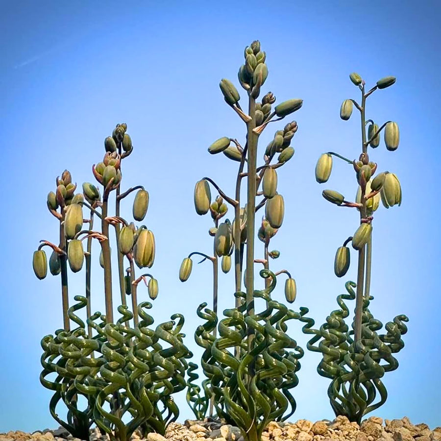 Albuca Succulent Plant Live, Curly Grass, Albuca Plant, Rare Succulent in 3" Pot, Easy-Care Indoor Outdoor Plant