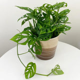 2 Monstera Plants Live, Swiss Cheese Philodendron Plant, Ornamental Tropical Well-Rooted, 4 to 5 Leaves for Indoor Houseplant (Monstera Swiss Cheese Narrow Leaf)
