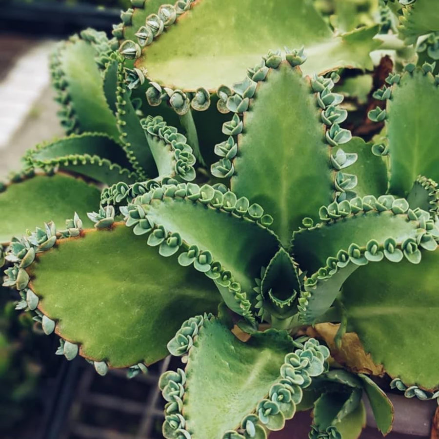 Kalanchoe Plant Live, Mother of Thousands Live Plant in 2" Pot, Rare Succulent Indoor Houseplant (Green Kalanchoe)