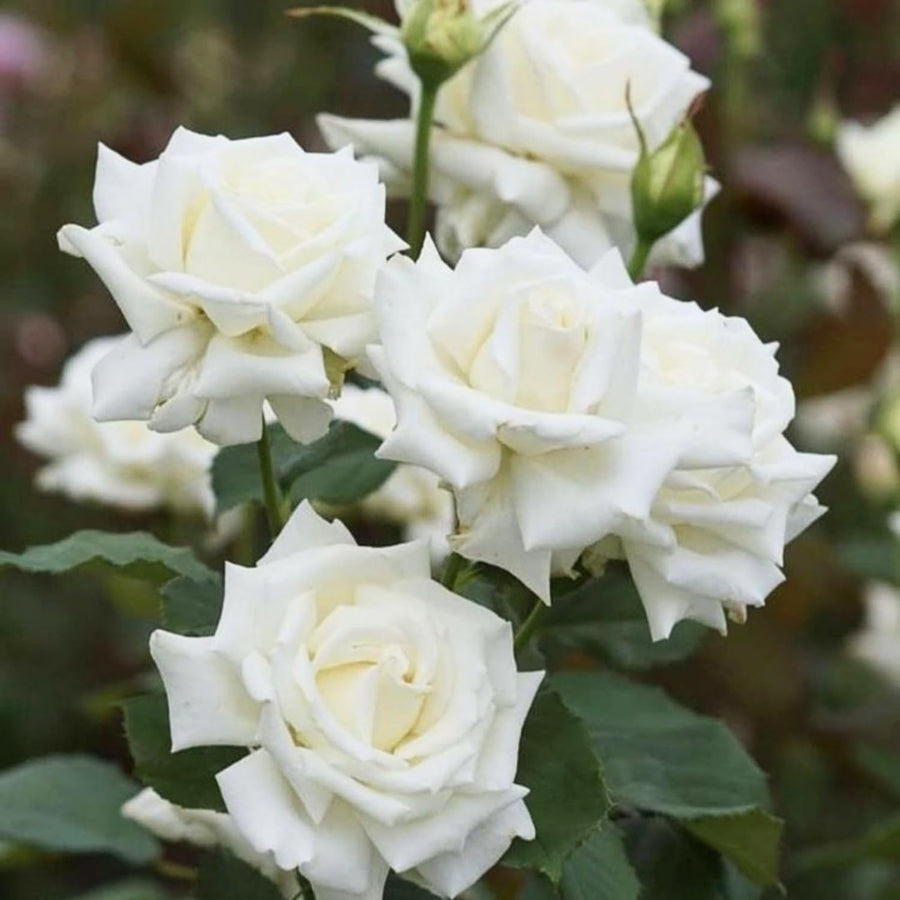 Mini Rose Bush, Miniature Rose Flowers in 3'' Pot, Compact Flowering Rose for Indoor Outdoor Gardens and Containers (White Roses)