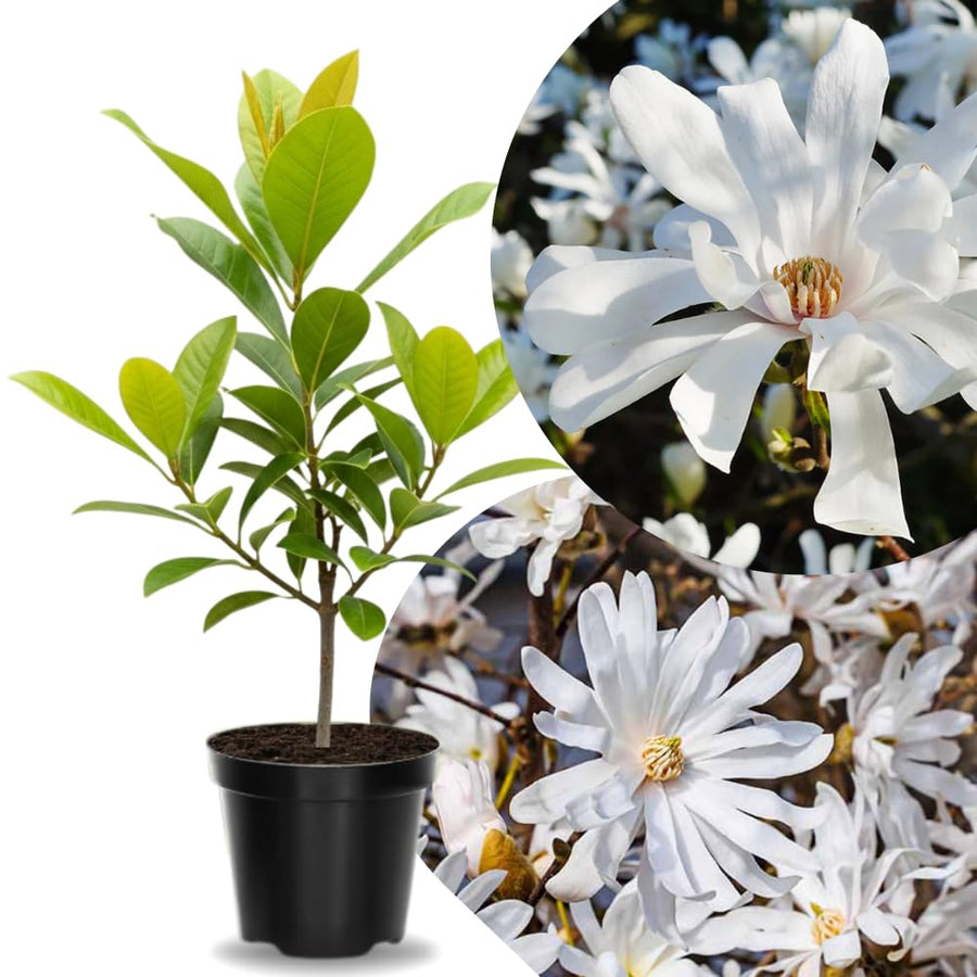Star Magnolia Tree Live Plant in 2.5 Inches Pot, Dormant in Winter, 6-12 Inches in Tall, Ornamental Spring Flowering Tree, Outdoor