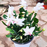 2 Christmas Cactus Plants Live, Holiday Blooming Indoor Plants Live Houseplants, Hanging Baskets Easy Care, Well-Rooted 5-8" Tall, No Pot, Bareroots, Single Stems (Purple Christmas Cactus)