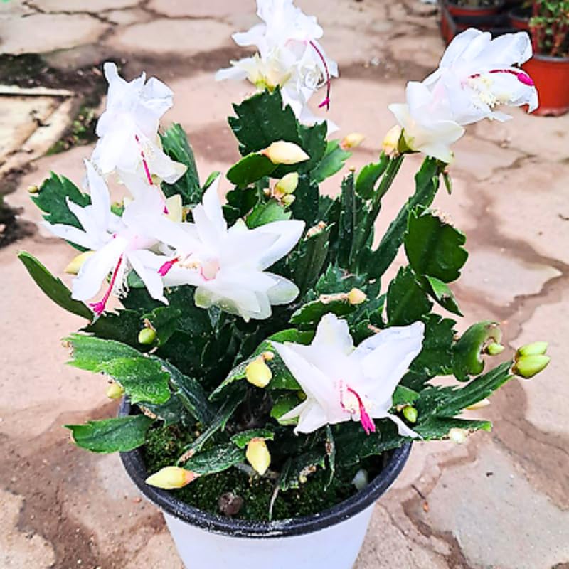 2 Christmas Cactus Plants Live, Holiday Blooming Indoor Plants Live Houseplants, Hanging Baskets Easy Care, Well-Rooted 5-8" Tall, No Pot, Bareroots, Single Stems (Purple Christmas Cactus)