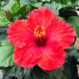 Red Hibiscus Plant Live, Hardy Hibiscus Flowers Colorful Blooms for Outdoor Landscapes, 8-10 Inch Height, Hibiscus Shrubs, No Pot, Well-Rooted