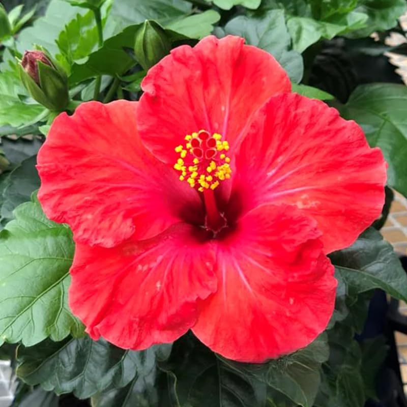 Red Hibiscus Plant Live, Hardy Hibiscus Flowers Colorful Blooms for Outdoor Landscapes, 8-10 Inch Height, Hibiscus Shrubs, No Pot, Well-Rooted