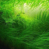100 Aquarium Water Grass Seeds, Aquarium Plant Seeds, Water Grass Ground Covering Plant Seed, Grass Seed for Ground Covering
