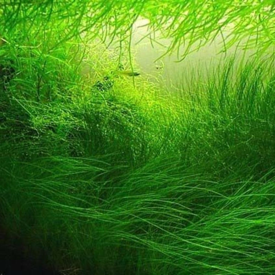 100 Aquarium Water Grass Seeds, Aquarium Plant Seeds, Water Grass Ground Covering Plant Seed, Grass Seed for Ground Covering
