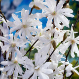 Star Magnolia Tree Live Plant in 2.5 Inches Pot, Dormant in Winter, 6-12 Inches in Tall, Ornamental Spring Flowering Tree, Outdoor