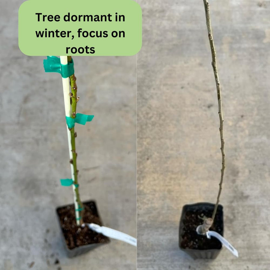 Donut Peach Tree Live Plant, 1.5-3 Ft in Tall, Peach Trees Fruit for Planting, Winter Hardy, No CA