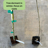1 Year Old Donut Peach Tree Live Plant for Gardening, 1-3 Feet Tall, Cold Hardy, Zones 5-9, No CA
