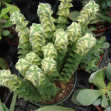Variegated String of Buttons Live Plants, Easy Indoor Trailing Succulent in 2.5" Pot, Hanging Succulent Houseplant Indoor Outdoor Planting