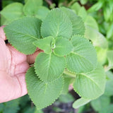 2 Herbs Cuban Oregano Live Plants Very Well-Rooted, Ready to Plant Outdoor Indoor, Vegetables Mexican Mint or Spanish Thyme