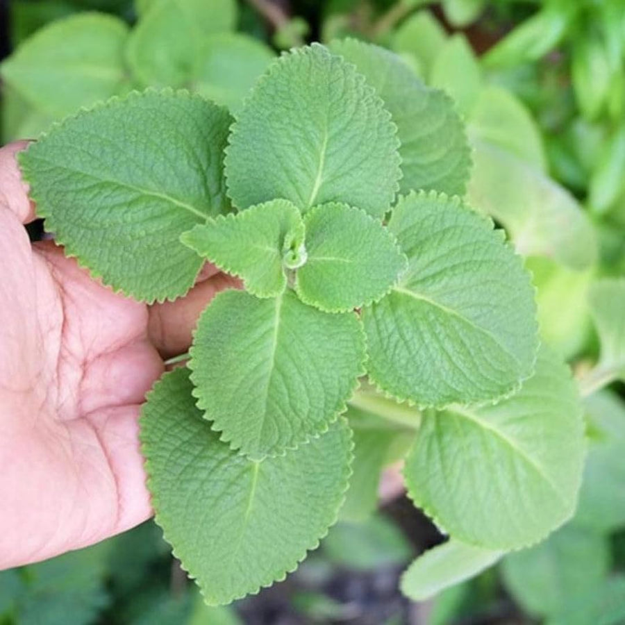 2 Herbs Cuban Oregano Live Plants Very Well-Rooted, Ready to Plant Outdoor Indoor, Vegetables Mexican Mint or Spanish Thyme