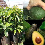 16-20" Cold Hardy HASS Avocado Tree Live Plant in Half Gallon, 1 Year Old Avocados Seedling for Planting, No CA