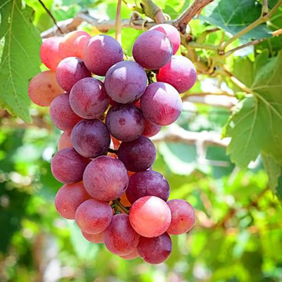Red Grape Vine Plant Live for Planting 1 to 2 Years Old, Bunch Grape Plant Live Grape Tree, Grape Fruit Tree for Planting