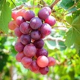 Red Grape Vine Plant Live for Planting, Bunch Grape Plant Live Grape Tree 1 to 2 Years Old, Grape Fruit Tree