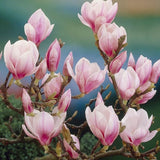 2 Magnolia Trees Live Plant, Fragrant Magnolia Plant Live for Planting Outdoor 6 to 12 Inc Height, Beautiful Magnolia Flowers Tree, Magnolia Flowers, in Pots (Saucer Magnolia)