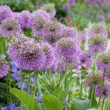 3 Allium Bulbs for Planting, Allium Gladiator Bulbs, Purple Blooming Onion Flowering Perennial for Spring and Summer Garden