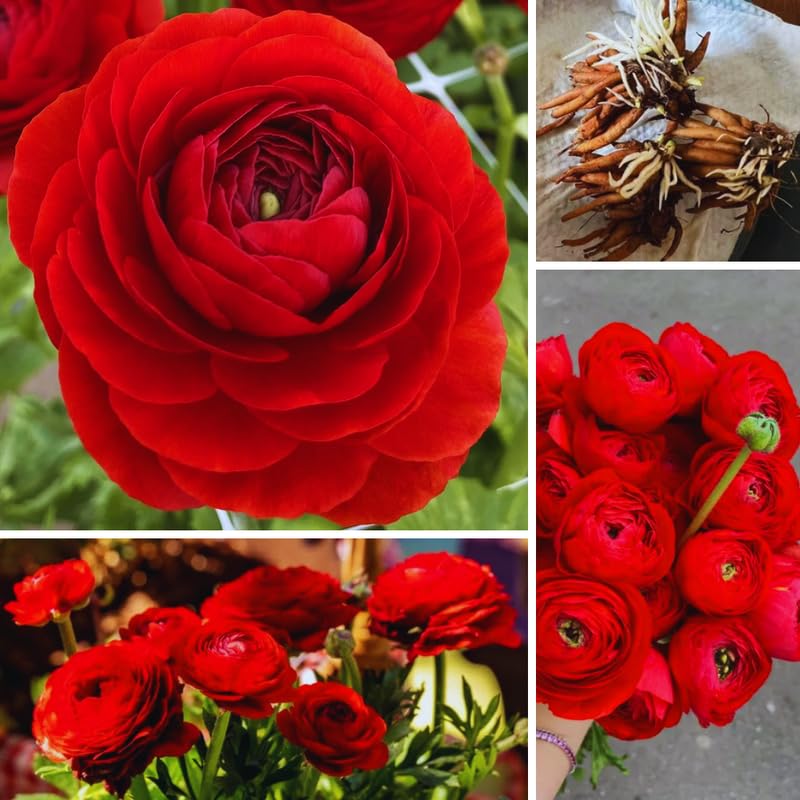 25 Red Large Ranunculus Bulbs for Planting, Ranunculus Corms, Buttercup Flower Bulbs Spring Fall Growing