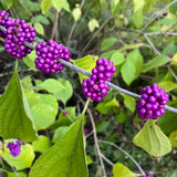 Set 2 American Beauty Berry Tree Live, Purple Beautyberry Shrub, 10-12 Inches Tall, 2-3 Years Old, Purple Berry Plant for Landscape