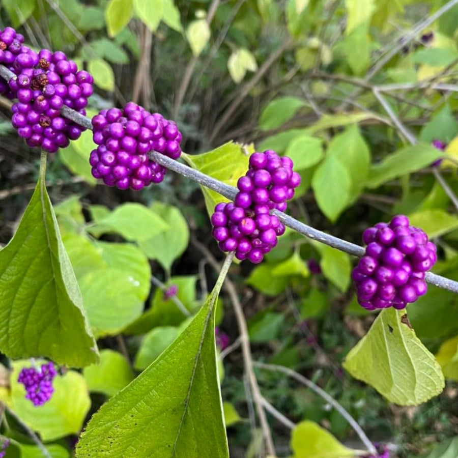Set 2 American Beauty Berry Tree Live, Purple Beautyberry Shrub, 10-12 Inches Tall, 2-3 Years Old, Purple Berry Plant for Landscape
