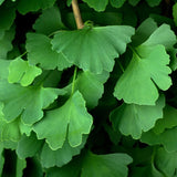 Ginkgo Tree Live Plant, 6-12 Inch Tall Ginkgo Plant in Quart Pot, Ginkgo Biloba, Hardy Ornamental Tree for Outdoor Planting