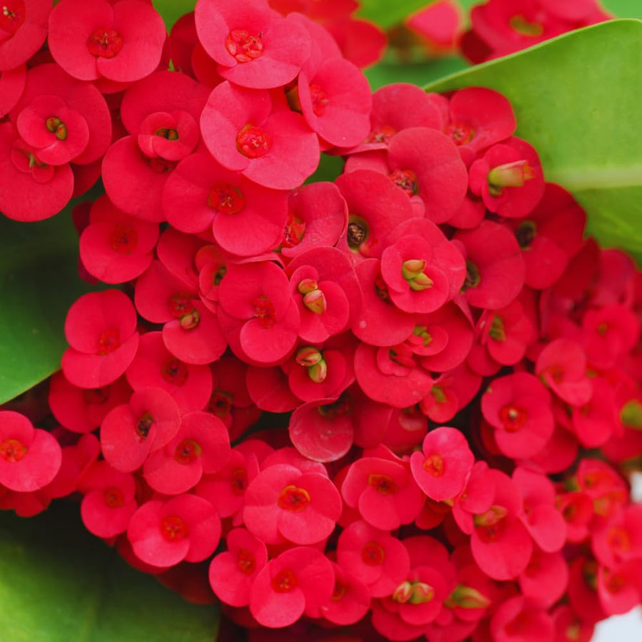 Crown of Thorns Live Plant Pot, Red Euphorbia Crown of Thorns Plant Live, Succulent Plant Live, Outdoor Indoor Gardening