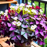 Purple Oxalis Triangularis Plant Live, 5-8 Inch Tall Purple Shamrock Houseplant, Indoor Decorative Foliage Plant, No Pot