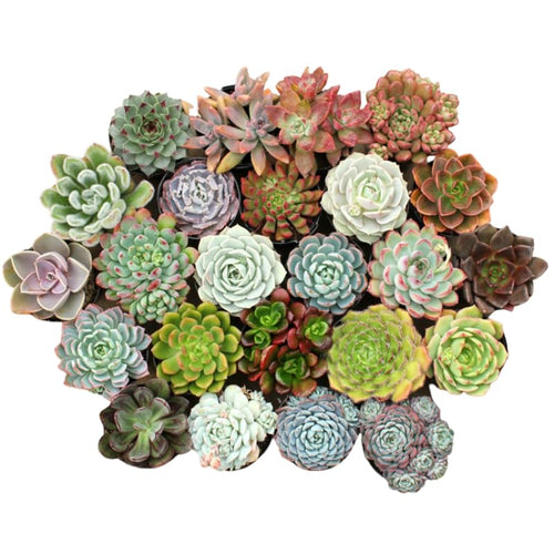 Assorted Succulent Plant in 2" Pot - Pack 5 Pots Colorful Succulent Live Plant Potted for Container, Houseplant Succulent Plant