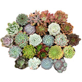 Pack 5 Mix Colorful Succulent Plants, 2" Pot, Assorted Succulents Plants Live for Home, Office, Gifts
