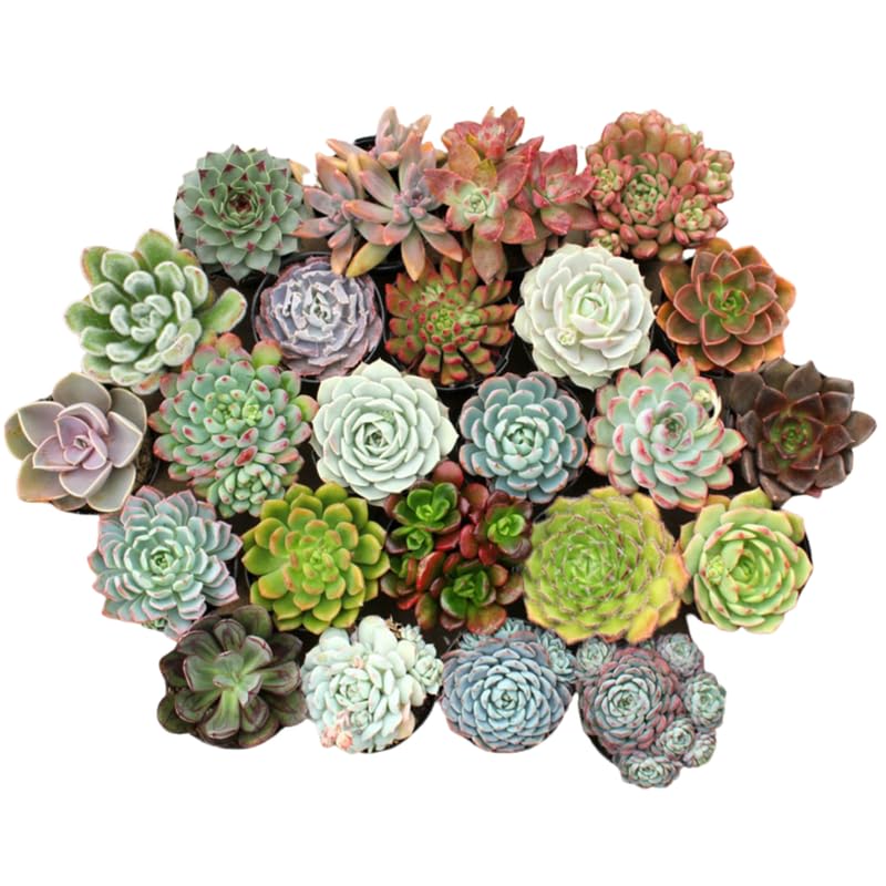 Pack 5 Mix Colorful Succulent Plants, 2" Pot, Assorted Succulents Plants Live for Home, Office, Gifts