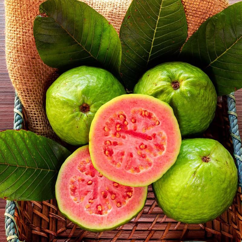 Pink Guava Tree Live, Tropical Fruit Tree, 8-10" Tall, Sweet Guava Plant for Outdoor or Indoor Planting
