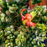 Cotyledon Pendens Plant Live in 4” Pot, Trailing Succulent Houseplant, Rare Indoor House Plants, Home Office Decoration