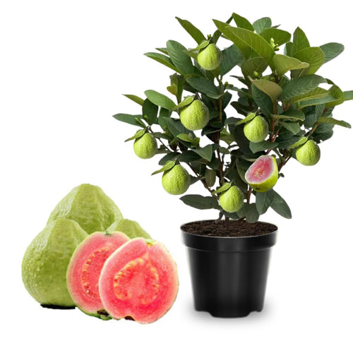2-2.5 Feet Pink Guava Live Trees Plant 2 Years Old, Outdoor Guava Tree for Planting, Zones 9-11