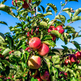 2-3 Ft Apple Tree Live Plant Bare Root, Live Apple Plant, Cold Hardy Fruit Plants for Home Garden Planting Spring (Pink)