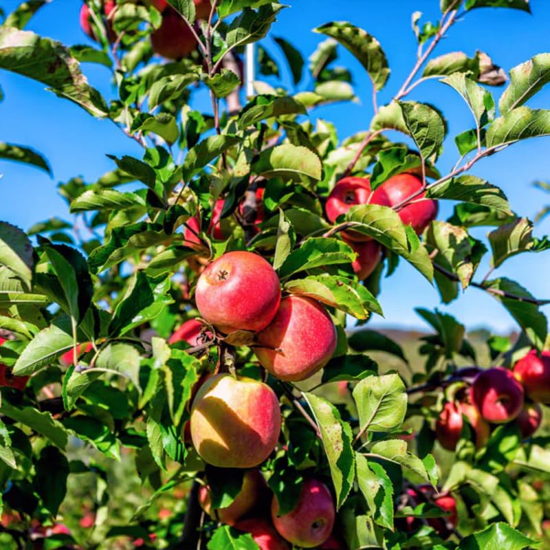 2-3 Ft Apple Tree Live Plant Bare Root, Live Apple Plant, Cold Hardy Fruit Plants for Home Garden Planting Spring (Pink)