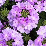 4 Lavender Verbena Plants Live, 5-9" Tall Hardy Perennial Flower Plants, Well-Rooted for Outdoor Planting
