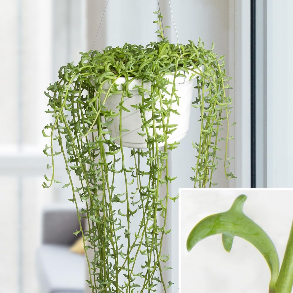 Succulent Plant Live, Trailing Houseplant, Indoor Green Foliage Plant in 4 Inch Pot (String of Dolphins)