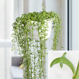 Succulent Plant Live, Trailing Houseplant, Indoor Green Foliage Plant in 4 Inch Pot (String of Dolphins)