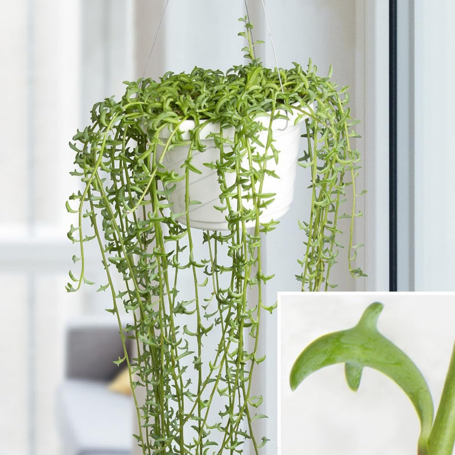 Succulent Plant Live, Trailing Houseplant, Indoor Green Foliage Plant in 4 Inch Pot (String of Dolphins)