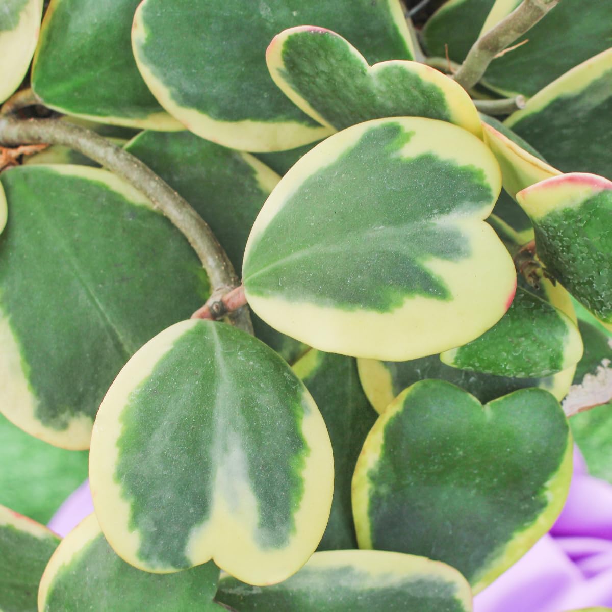 Variegated Hoya Kerrii Live Plant, 4 Inch Pot, Hoya Heart Plants Live Houseplants Indoor Outdoor, Multiple Leaves